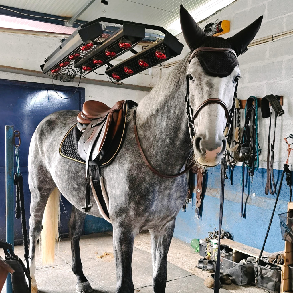 Cavalos a Penso